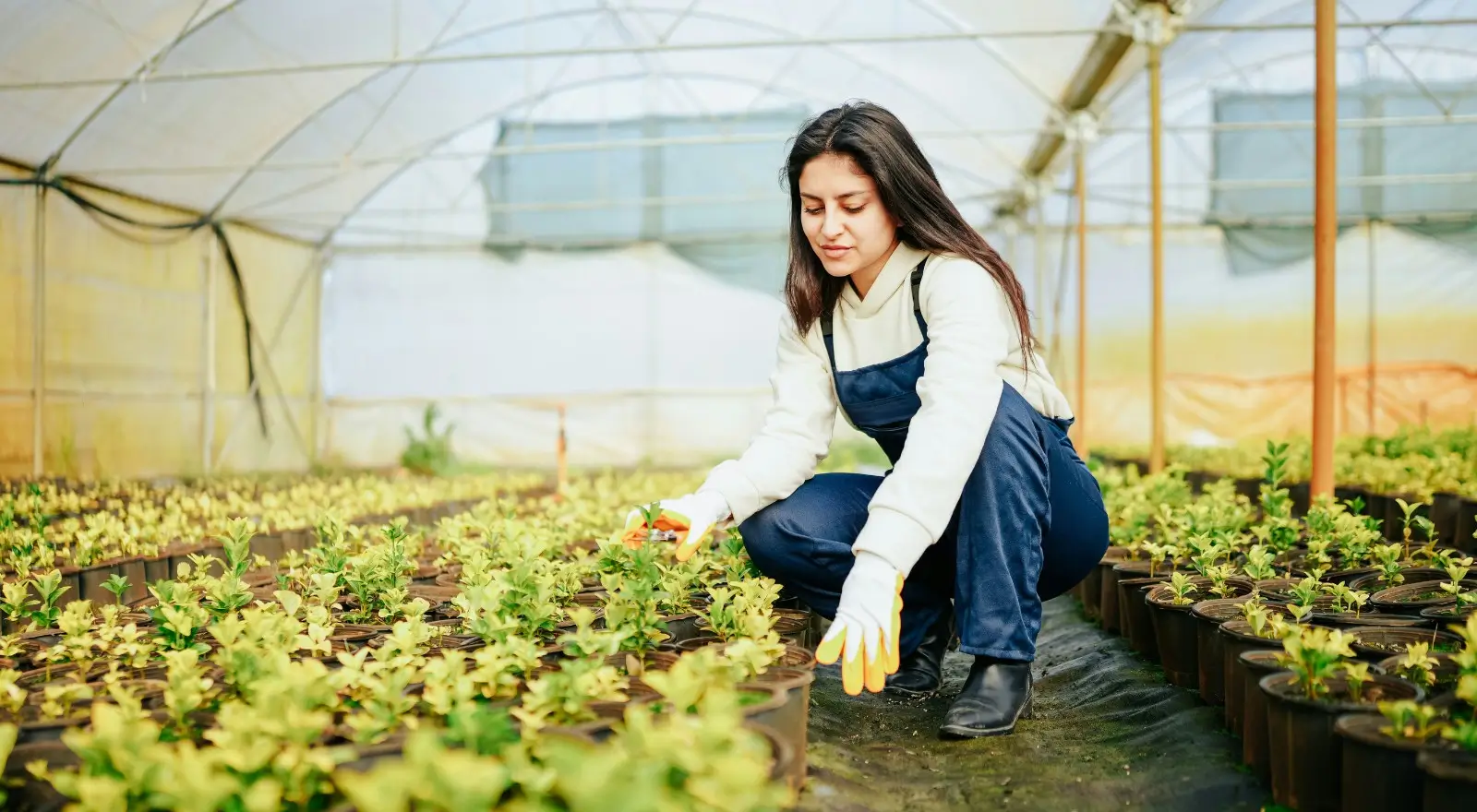 Design Horticulture Websites Canada